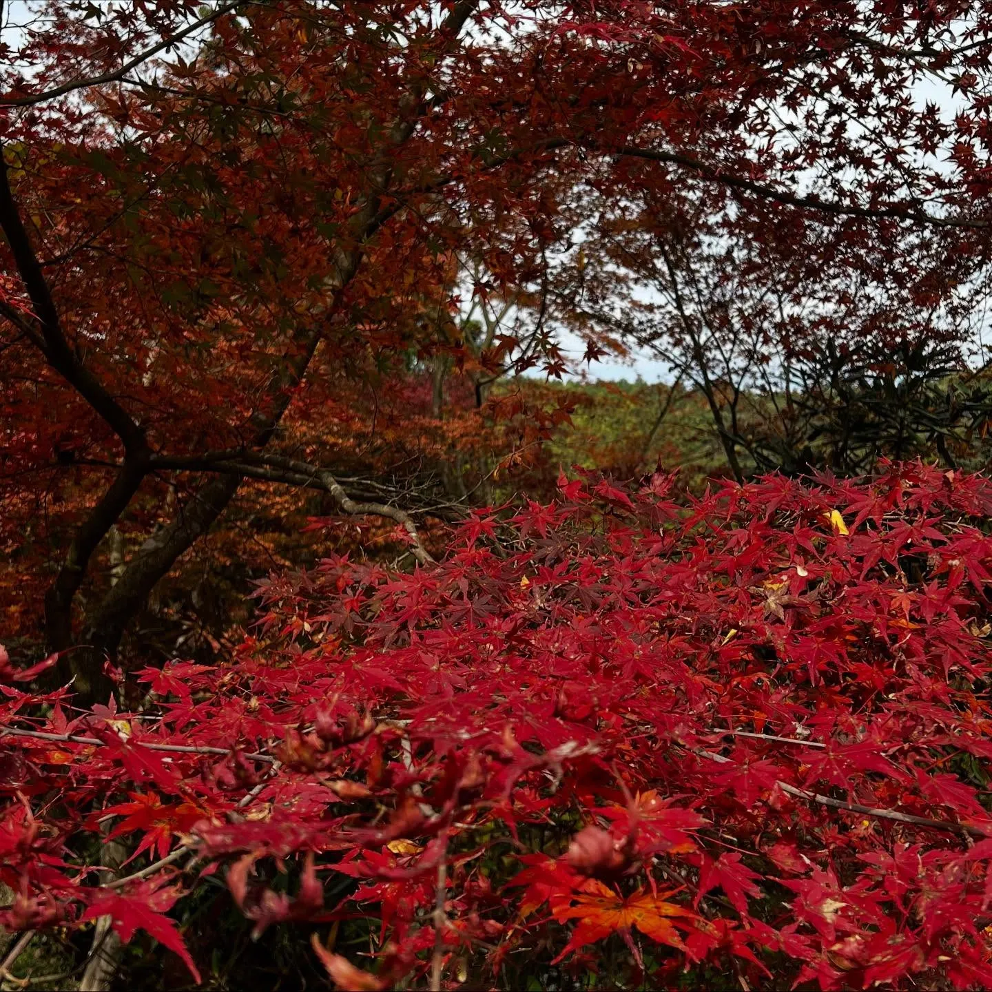 紅葉巡りにも最適🍁